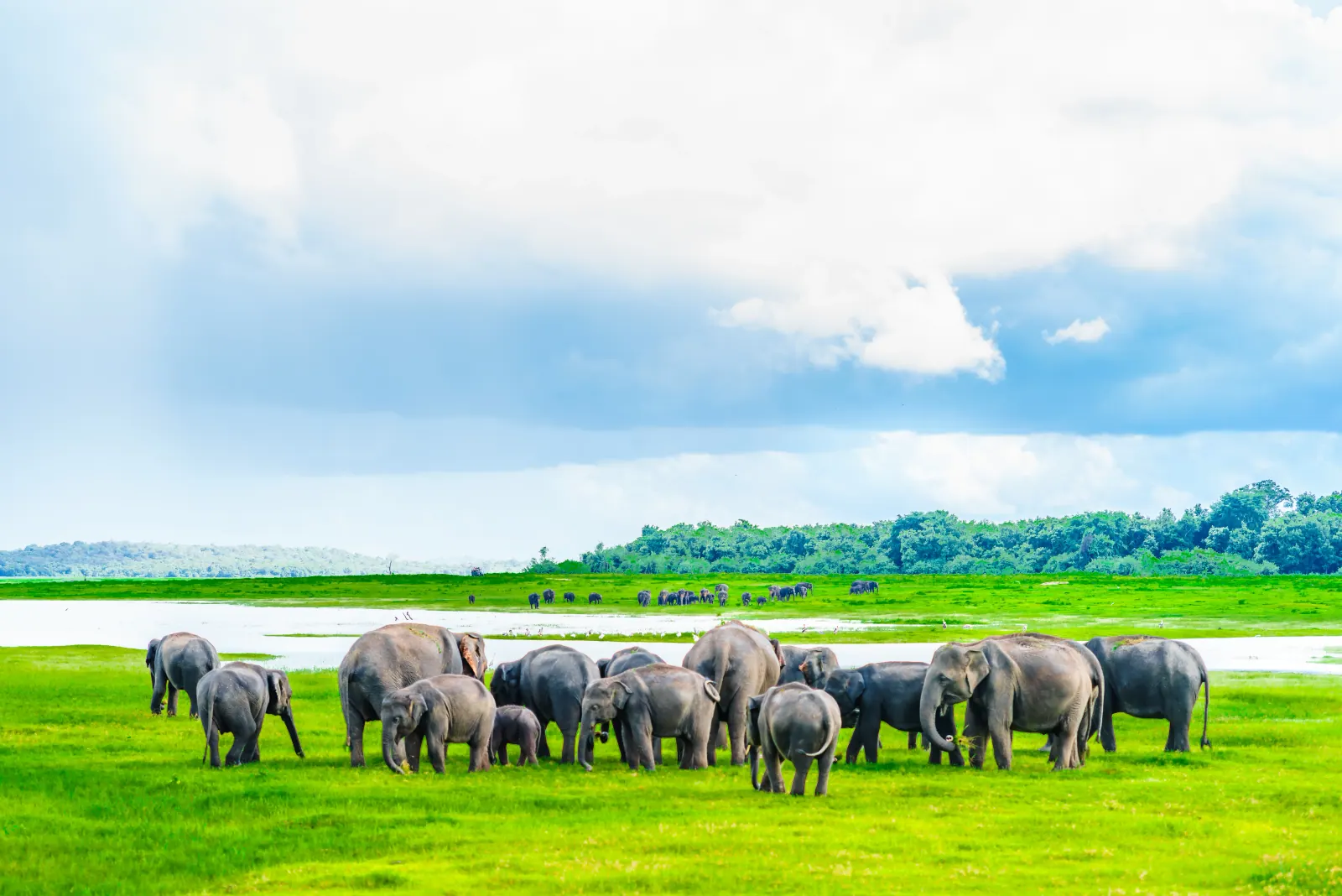 A large herd of elephants grazing on grassland beside the reservoir at Minneriya National Park