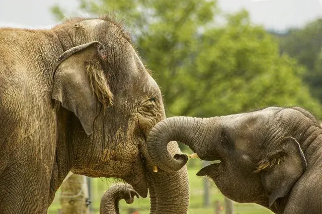 Wild elephants grazing on open grassland at Minneriya National Park