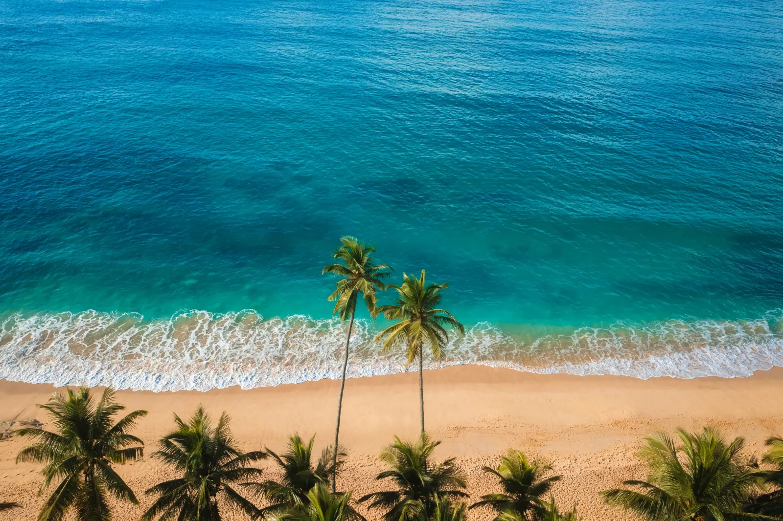 Two palm trees leaning over golden sand and turquoise water, seen from above