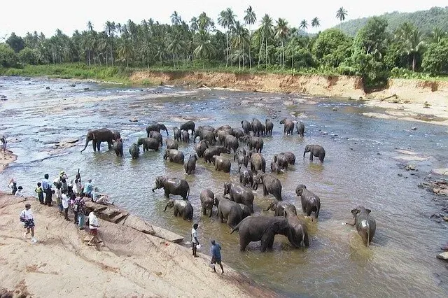 Elephants bathing together in the shallow river beside the Pinnawala orphanage