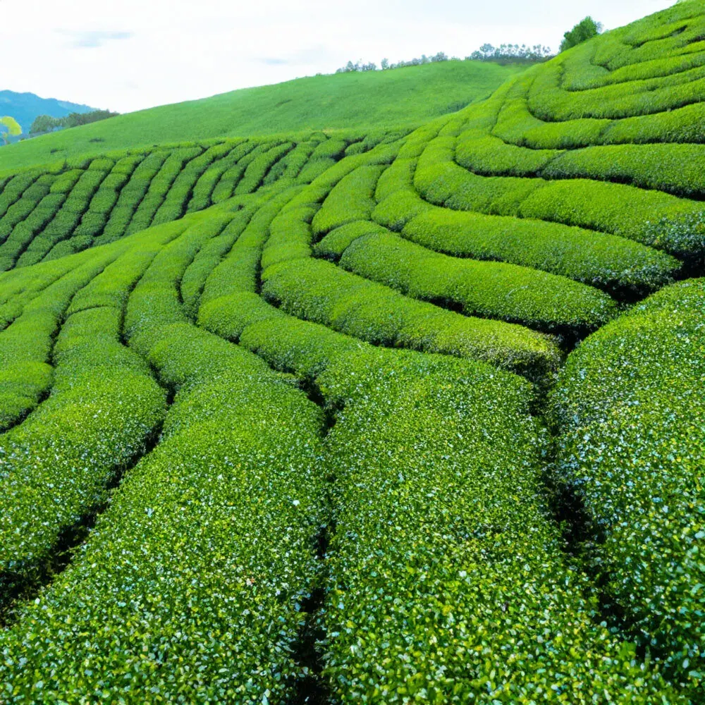 Contoured rows of tea bushes covering the hillsides of Sri Lanka’s hill country