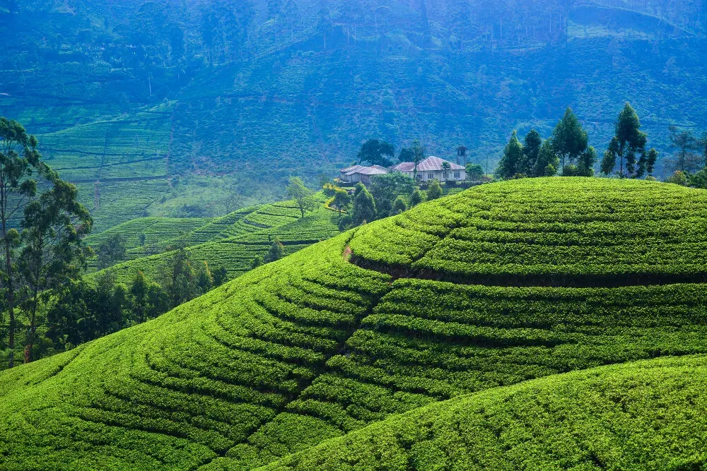 A tea plantation stretching across rolling highland slopes