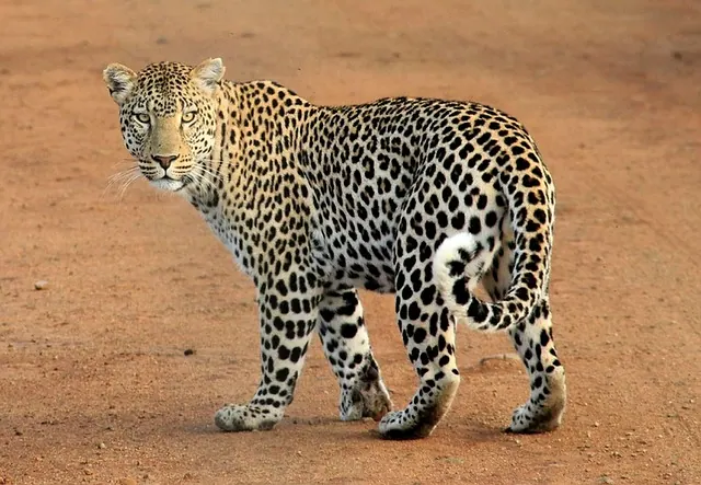 A Sri Lankan leopard standing alert on open ground in Yala National Park