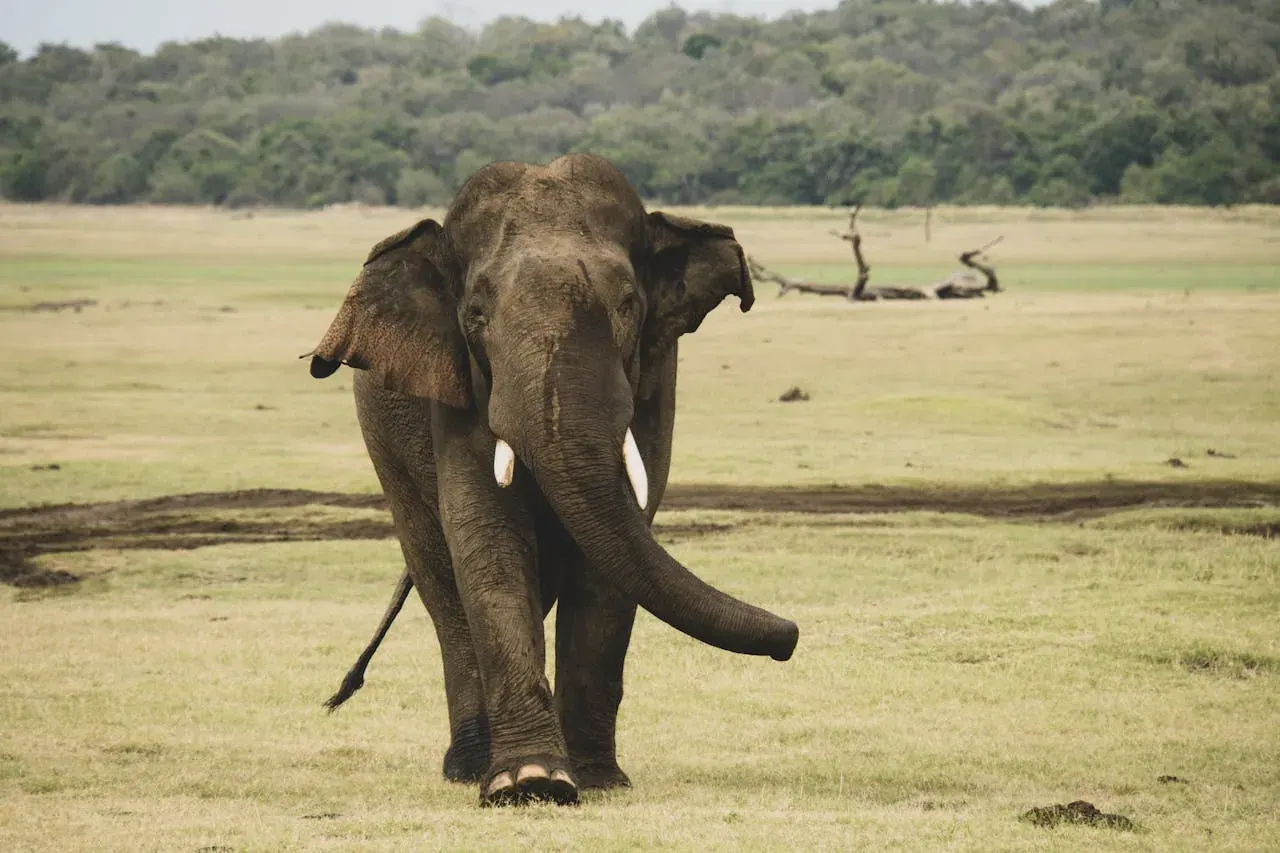 A lone elephant standing in dry open scrubland