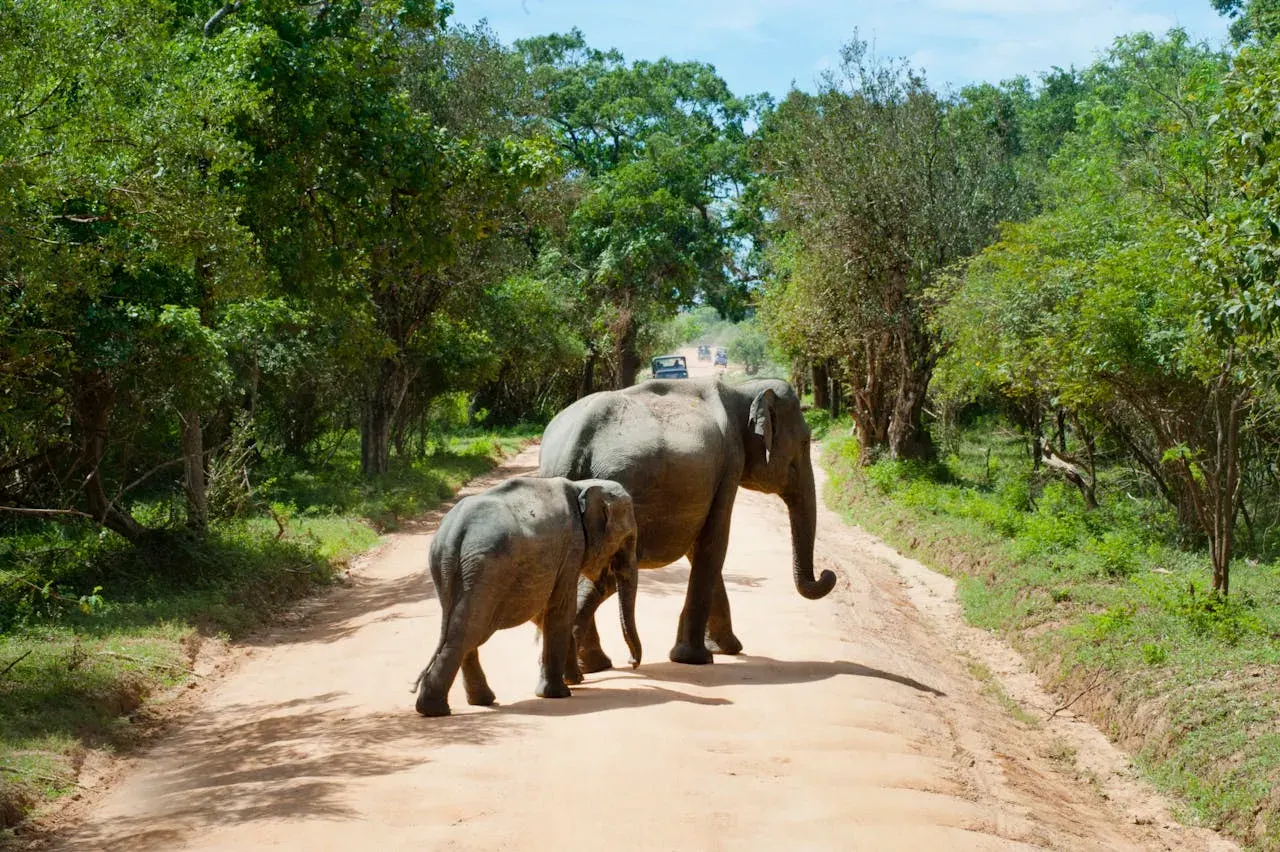 Elephants walking in single file across open parkland