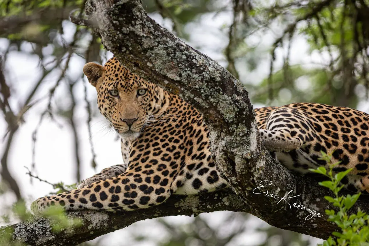 A leopard resting along a low tree branch