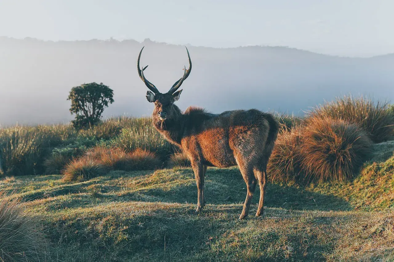 A spotted deer standing among dry grass and scrub