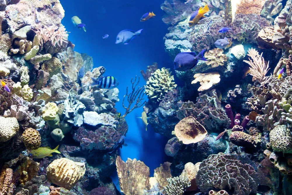 Coral and tropical fish in clear shallow water off Hikkaduwa