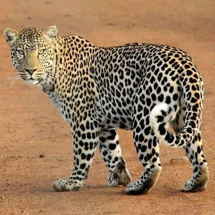 A Sri Lankan leopard walking through dry-zone scrub